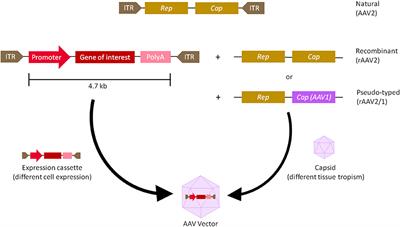 Gene Therapy Advances: A Meta-Analysis of AAV Usage in Clinical Settings